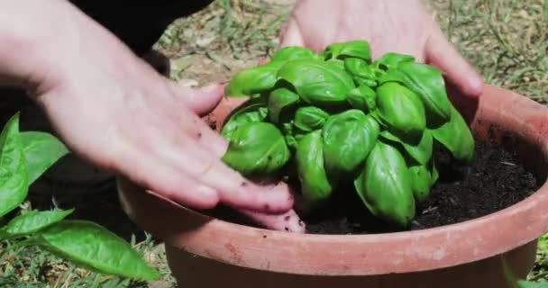 Tuin Bloem Plant Paprika Basilicum — Stockvideo
