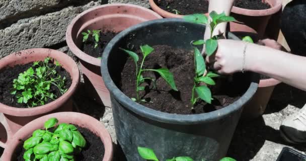 Garten Blume Pflanze Paprika Basilikum — Stockvideo