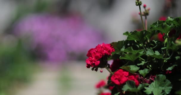 Jardín Flor Planta Pimientos Albahaca — Vídeo de stock