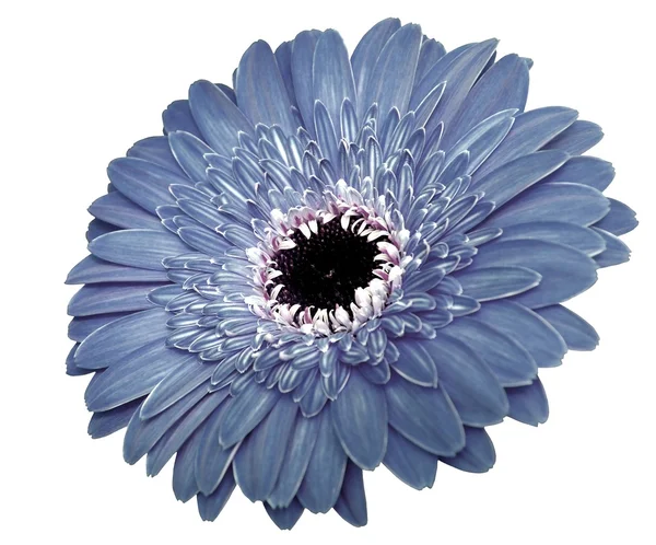 Gerbera fleur dans le ton bleu isolé sur fond blanc — Photo