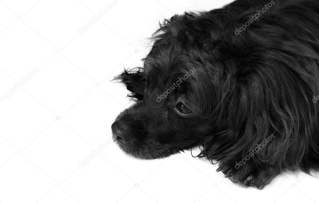 Chien Poil Long Noir Sur Fond Blanc Photographie Wanchanta