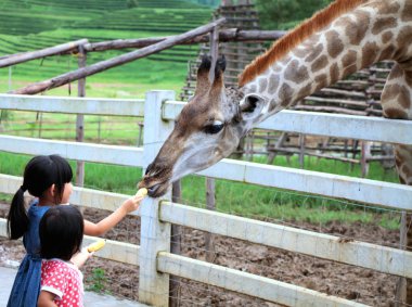 Chiang Rai, Tayland, Aug28, 2016: izliyor ve zürafa şehir hayvanat bahçesinde Singh Park Chiang Rai için bir gezi sırasında beslenme iki kız-Tayland.