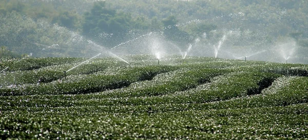 Water irrigation system of green tea field