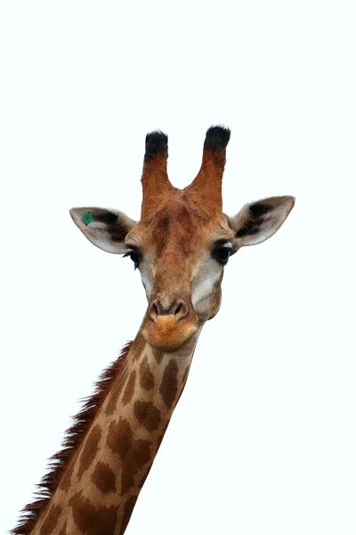 stock image Head and neck of a giraffe isolated on white background