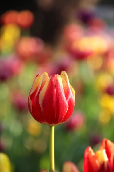 Czerwony tulipan kwiat na kolorowe tło — Zdjęcie stockowe