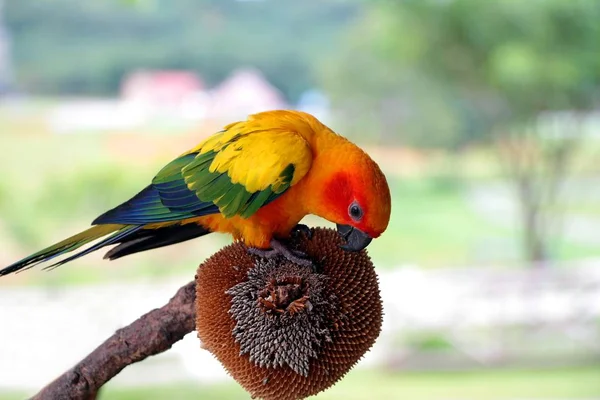 Sun Conure, czerwony pomarańczowy, żółty kolor zielony i niebieski papuga jedzenie nasion słonecznika — Zdjęcie stockowe