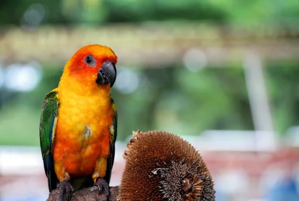 Sun Conure, czerwony pomarańczowy, żółty kolor zielony i niebieski papuga stojąc na gałęzi drzewa w pobliżu nasiona słonecznika — Zdjęcie stockowe
