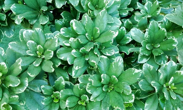 Zöld-fehér levelek a háttérben — Stock Fotó