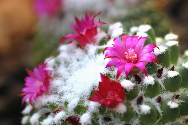 Linda flor rosa selvagem deserto cacto flores — Fotografia de Stock