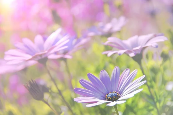 Απαλό θόλωμα μοβ λουλούδια Gerbera στον κήπο (Osteospermum ecklonis [...] — Φωτογραφία Αρχείου