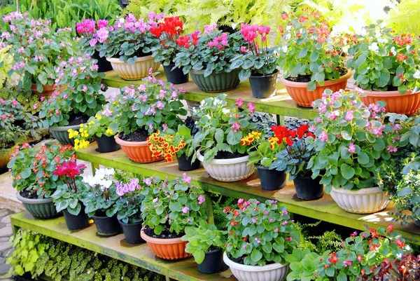 Vários tipos de flores coloridas em vasos colocados na prateleira de madeira — Fotografia de Stock