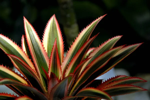 Close up de plantas Bromeliad no jardim Imagens De Bancos De Imagens Sem Royalties
