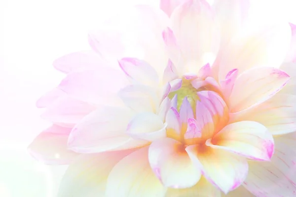 Suave primer plano borroso de flor de dalia rosa blanca en respaldo blanco —  Fotos de Stock