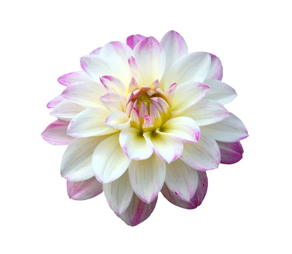 Beyaz arka plan üzerinde beyaz pembe dahlia çiçek yakın çekim