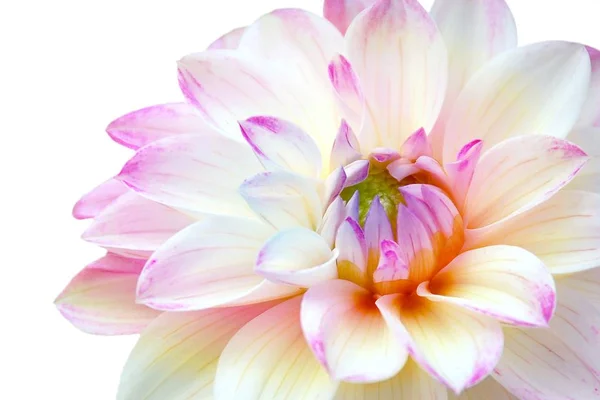 Zbliżenie na biały Dalia różowy kwiat na białym tle — Zdjęcie stockowe