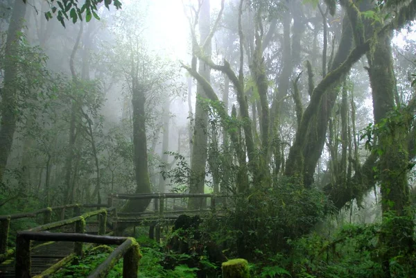 Caminho de madeira coberto por musgo em floresta verde tropical nebulosa, Ang Fotos De Bancos De Imagens Sem Royalties