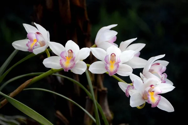 Spray d'orchidée Cymbidium blanche avec lèvre et gre jaune rose — Photo