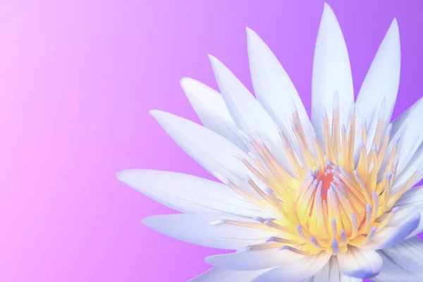 Soft niewyraźne kwiat kwitnący białego lotosu — Zdjęcie stockowe