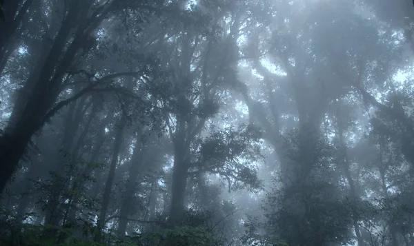 Foresta pluviale verde tropicale nebbiosa, Ang Ka Nature Trail, Doi Intha — Foto Stock