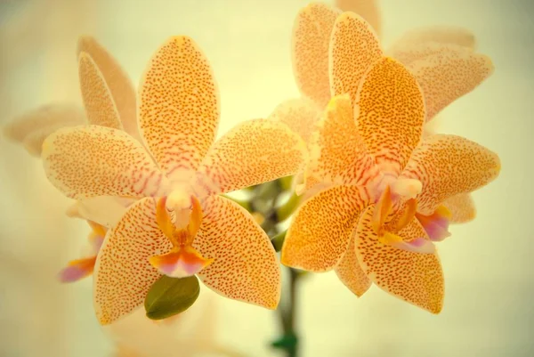 Une branche d'orchidée Mokara orange tachetée. Orch hybride trigénérique — Photo