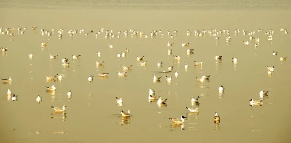 Schwarm weißer Möwen schwimmt auf der Wasseroberfläche des Meeres — Stockfoto