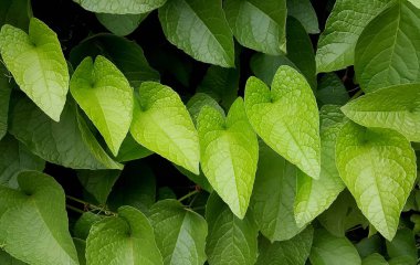 Kalp şekli yeşil yaprakları arka plan