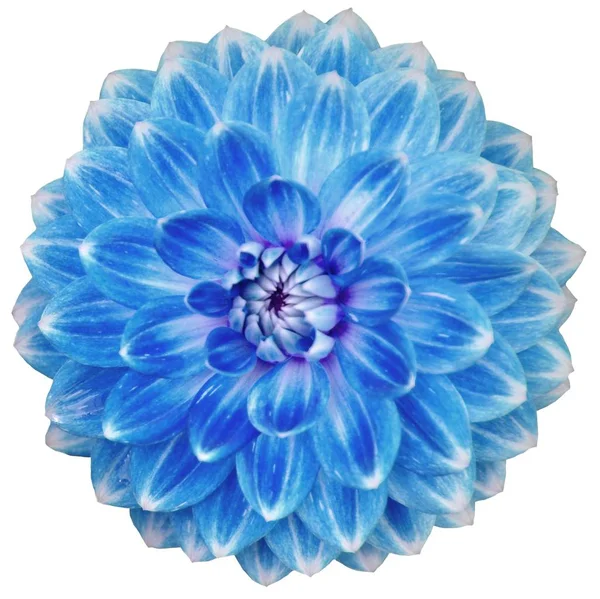 Gros plan d'une fleur de dahlia bleu à floraison unique isolée sur blanc — Photo