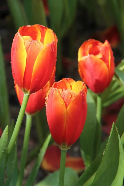 Krople deszczu na czerwony tulipan żółty kwiaty w ogrodzie — Zdjęcie stockowe