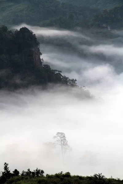Forêts de montagne recouvertes de brouillard bas tôt le matin . — Photo
