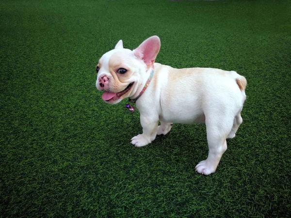 Белый коричневый французский бульдог щенок, стоящий на зеленый искусственный гр — стоковое фото