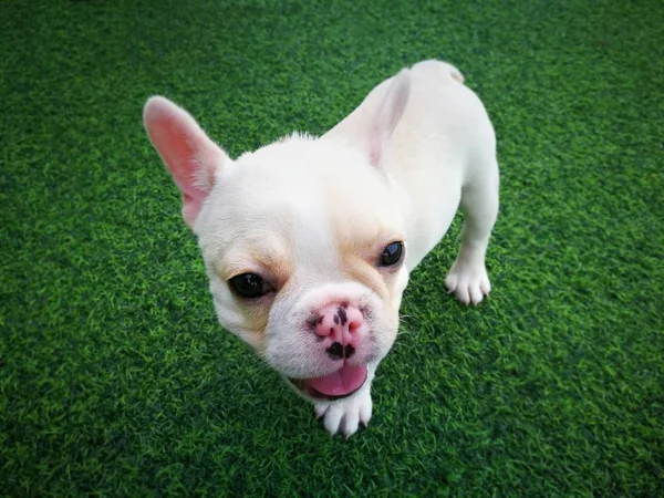 Branco marrom francês bulldog filhote de cachorro de pé em verde gr artificial — Fotografia de Stock