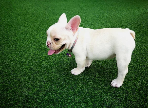 Kahverengi Fransız bulldog köpek yavrusu duran yeşil yapay gr beyaz