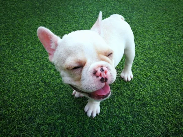 Branco marrom francês bulldog filhote de cachorro de pé em verde gr artificial — Fotografia de Stock