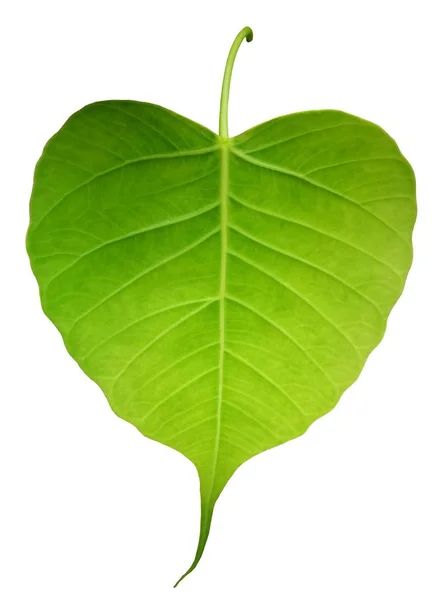 Liść zielony bothi (Pho liść, liść bo) na białym tle na białym tle — Zdjęcie stockowe