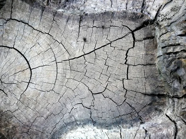Geschlossen von alten verwitterten Baumstamm Textur Hintergrund — Stockfoto