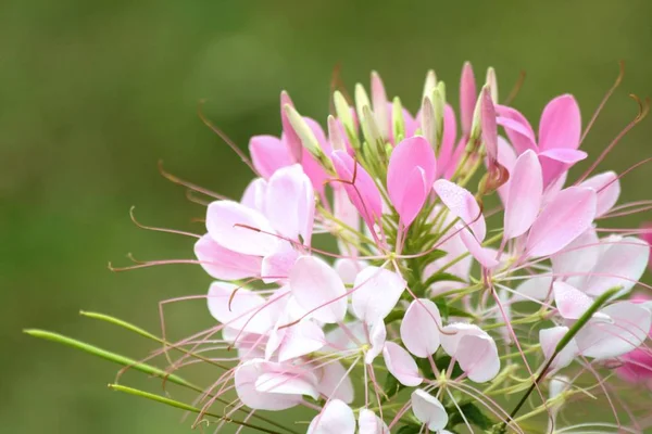 Close up de flor de aranha rosa florescendo (Cleome hassleriana ) — Fotografia de Stock