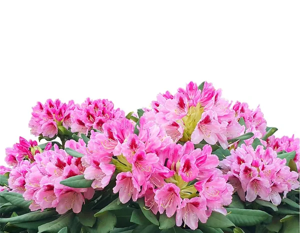Beyaz b izole Pembe çiçek açan açelya veya ormangülü çiçek