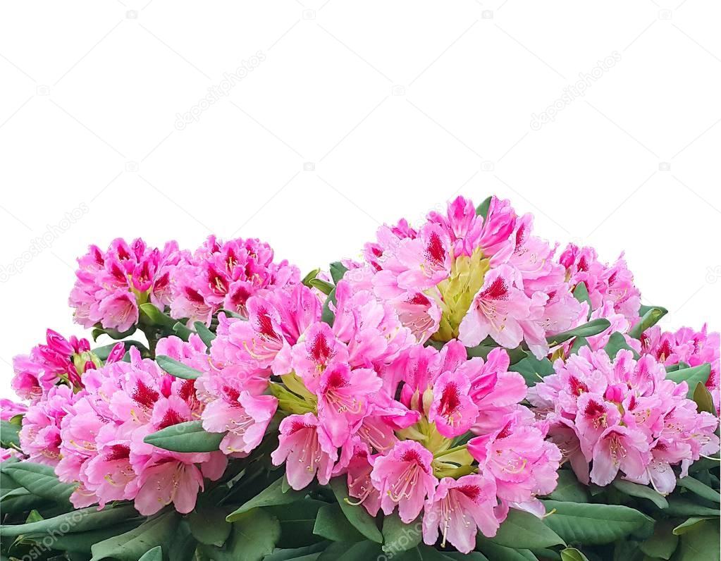 Blooming pink azalea or rhododendron flowers isolated on white b