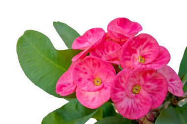 Dikenler çiçek (İsa Thorn çiçek pembe taç yakın çekim 