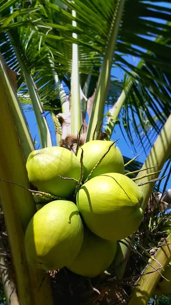 Cluster of green coconuts on coconut tree
