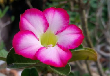 Pembe desert Rose, Impala Lily, pembe Bignonia, alay açelya veya Ade