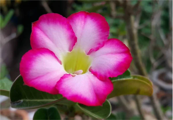 Rosa do deserto Rosa, Impala Lily, Rosa Bignonia, Mock Azalea ou Ade — Fotografia de Stock