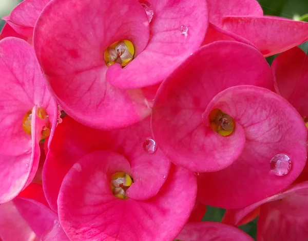 Gros plan de fleur rose couronne d'épines fleur — Photo