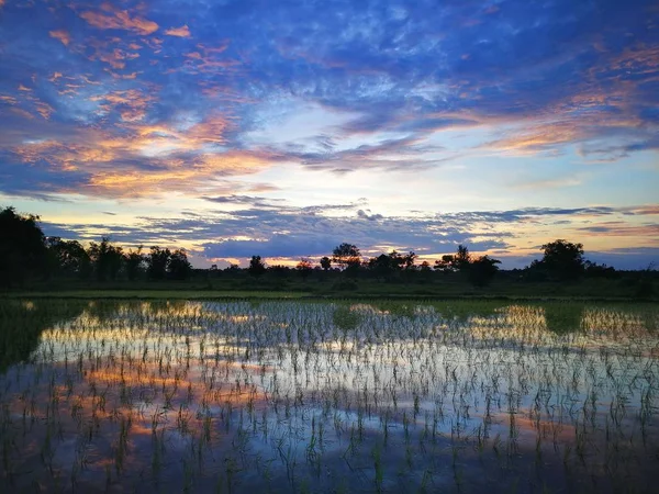 Rice field in the countryside of Thailand during dramatic sunset — Stock Photo, Image