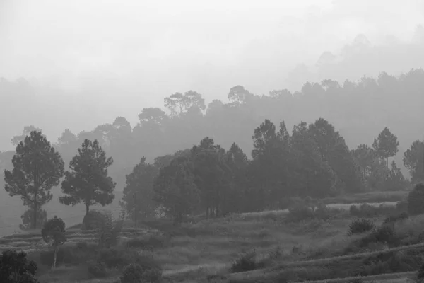 Couche d'arbres sur les montagnes pendant la matinée brumeuse en noir et wh — Photo