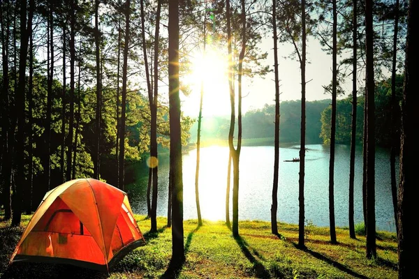Pomarańczowe camping namioty w lesie sosnowym nad jeziorem w Pang Oun — Zdjęcie stockowe