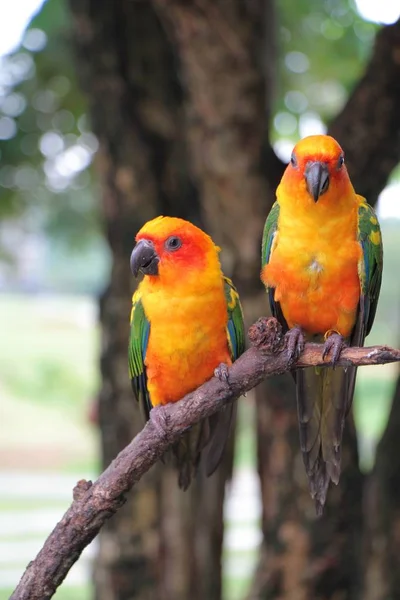 Δυο παπαγάλους Conure ήλιος με κόκκινο πορτοκαλί κίτρινο πράσινο και β — Φωτογραφία Αρχείου