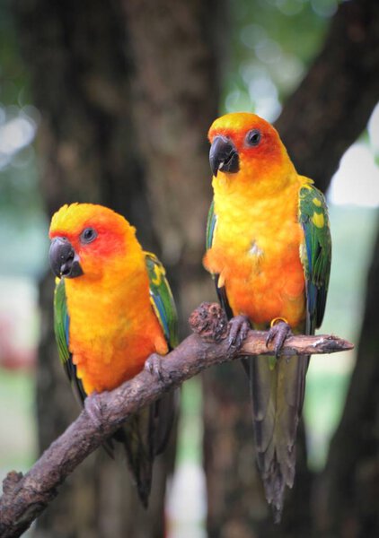 Couple of sun Conure parrots with  red orange yellow green and b