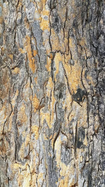 Nahaufnahme der Baumrindenstruktur für den Hintergrund — Stockfoto