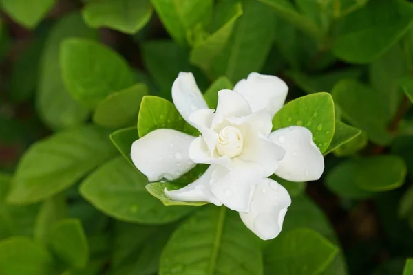 Gardenia-Blume (gardenia jasminoides) mit Regentropfen — Stockfoto